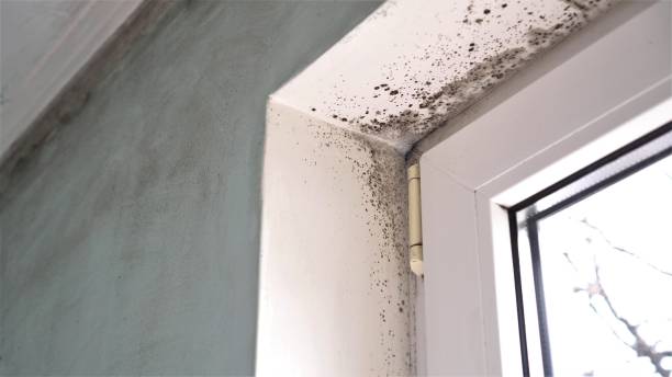 Best Local Mold Removal Service  in Moodys, OK