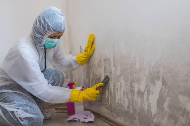 Attic Mold Removal in Moodys, OK