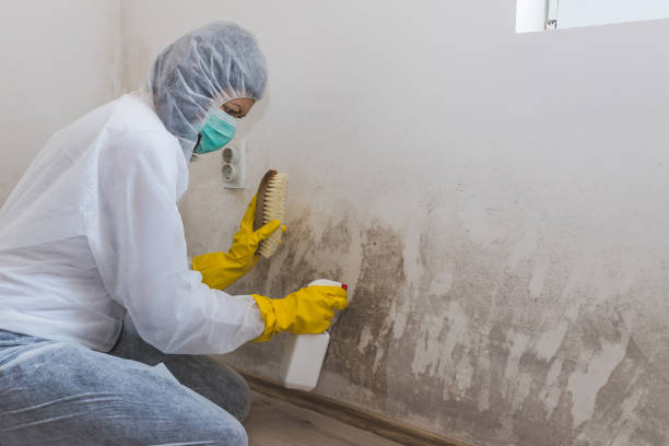 Best Office Mold Removal Services  in Moodys, OK