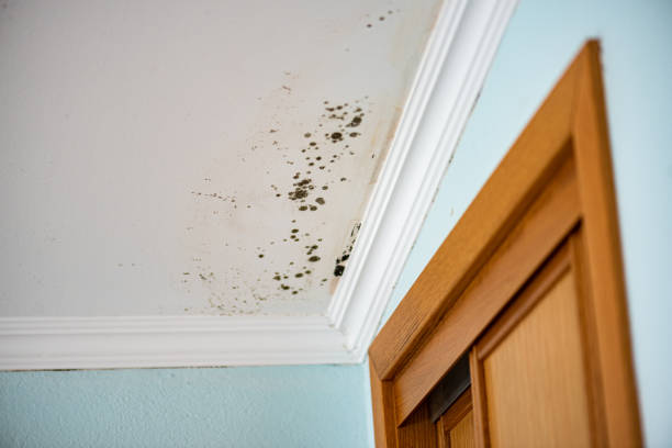 Best Black Mold Removal  in Moodys, OK