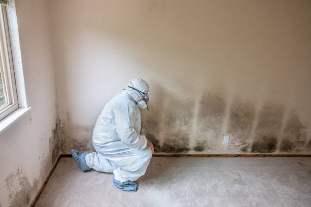 Best Attic Mold Removal  in Moodys, OK